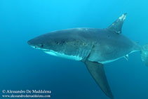 Image of Carcharodon carcharias (Great white shark)