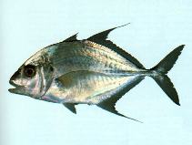 Image of Platycaranx chrysophrys (Longnose trevally)