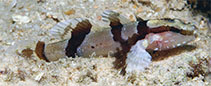 Image of Callogobius clitellus (Saddled goby)