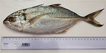 Image of Caranx crysos (Blue runner)