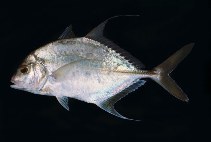 Image of Carangichthys dinema (Shadow trevally)