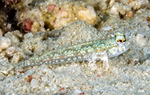 Image of Callionymus enneactis (Mangrove dragonet)