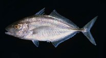 Image of Kaiwarinus equula (Whitefin trevally)