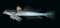 Image of Callionymus erythraeus (Smallhead dragonet)