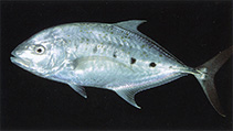 Image of Turrum fulvoguttatum (Yellowspotted trevally)