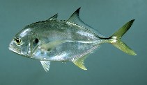 Image of Caranx hippos (Crevalle jack)