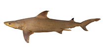 Image of Carcharhinus humani (Human\