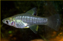 Image of Carlhubbsia kidderi (Champoton gambusia)