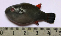 Image of Carinotetraodon lorteti (Redeye puffer)