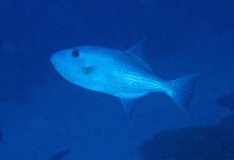 Image of Canthidermis macrolepis (Largescale triggerfish)