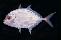 Image of Platycaranx malabaricus (Malabar trevally)