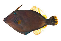 Image of Cantherhines nukuhiva 