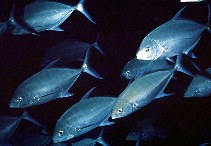 Image of Ferdauia orthogrammus (Island trevally)