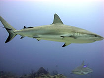 Image of Carcharhinus perezii (Caribbean reef shark)