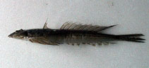 Image of Callionymus planus (Japanese darter dragonet)