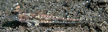 Image of Callionymus pleurostictus (Blue-spotted ruddertail dragonet)