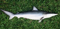 Image of Carcharhinus porosus (Smalltail shark)