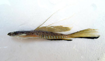 Image of Callionymus pusillus (Sailfin dragonet)