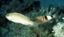 Image of Calotomus spinidens (Spinytooth parrotfish)