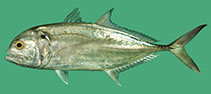 Image of Caranx tille (Tille trevally)