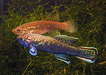 Image of Callopanchax toddi 