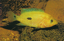 Image of Kronoheros umbrifer (Turquoise cichlid)