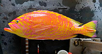 Image of Caprodon unicolor (Elegant Anthias)