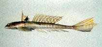 Image of Callionymus valenciennei (Valenciennes\