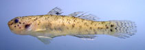 Image of Eugnathogobius variegatus 