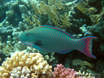 Image of Cetoscarus bicolor (Bicolour parrotfish)