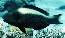 Image of Cetoscarus bicolor (Bicolour parrotfish)