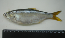 Image of Cetengraulis edentulus (Atlantic anchoveta)