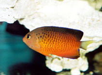 Image of Centropyge ferrugata (Rusty angelfish)