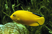 Image of Centropyge heraldi (Yellow angelfish)