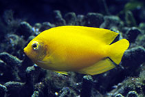 Image of Centropyge heraldi (Yellow angelfish)