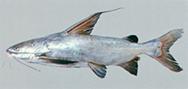 Image of Arius jatius (River catfish)