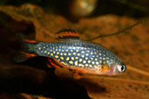 Image of Danio margaritatus (Galaxy rasbora)