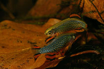 Image of Danio margaritatus (Galaxy rasbora)