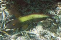 Image of Cetoscarus ocellatus (Spotted parrotfish)