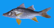 Image of Centropomus robalito (Yellowfin snook)