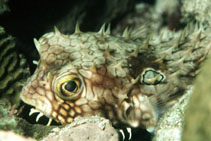 Image of Chilomycterus antillarum (Web burrfish)