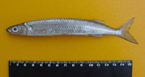 Image of Chriodorus atherinoides (Hardhead halfbeak)