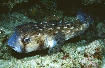 Image of Chilomycterus reticulatus (Spotfin burrfish)