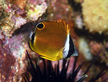 Image of Chaetodon auripes (Oriental butterflyfish)