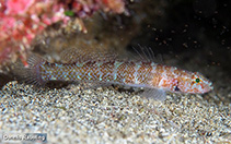 Image of Chromogobius britoi (Brito\