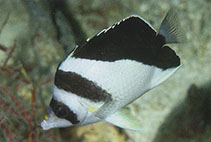 Image of Chaetodon burgessi (Burgess\