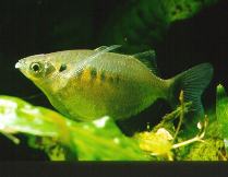 Image of Laubuka caeruleostigmata (Leaping barb)