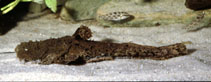 Image of Chaca chaca (Squarehead catfish)