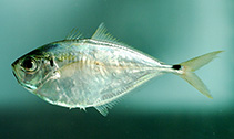 Image of Chloroscombrus chrysurus (Atlantic bumper)