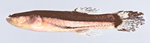 Image of Chologaster cornuta (Swampfish)